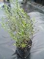 Salix rosmarinifolia - Gyngybarka