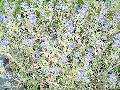 Caryopteris x clandonensis Heavenly Blue